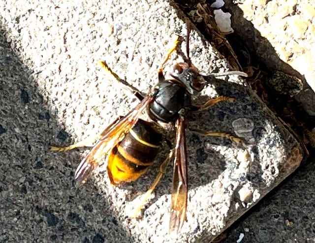 Was tun? Unsere Umweltkolumne
